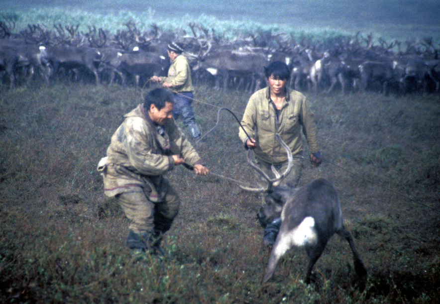 Reindeer herders of the sovkhoz and village of Snezhnoe, Chukotka, Russia.